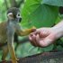 Dědictví po pravěkých primátech