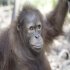 Orangutaní ąkola v dľungli
