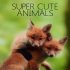 Super Cute Animals