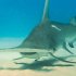Great Hammerhead Sharks