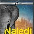 Naledi: One Little Elephant