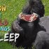 How the Wild Things Sleep