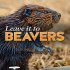 Leave It to Beavers