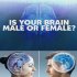 Is Your Brain Male or Female?