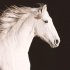 Equus: Story of the Horse: Origins