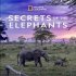 Tajemství slonů