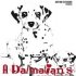 A Dalmatians Point of View
