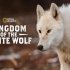 Království vlka arktického