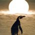 Tučňák Amundsen