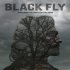 Black Fly