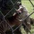 Tiger Attacks Zookeeper